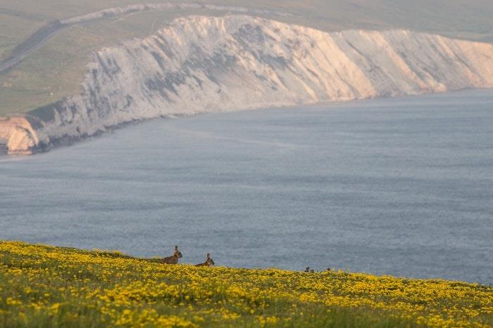 Čudovit naravni otok, ocean in cvetlična polja s kunci, ki hodijo naokoli, slika pomladi za brezplačno ozadje, slika pomladi, rože cvetijo