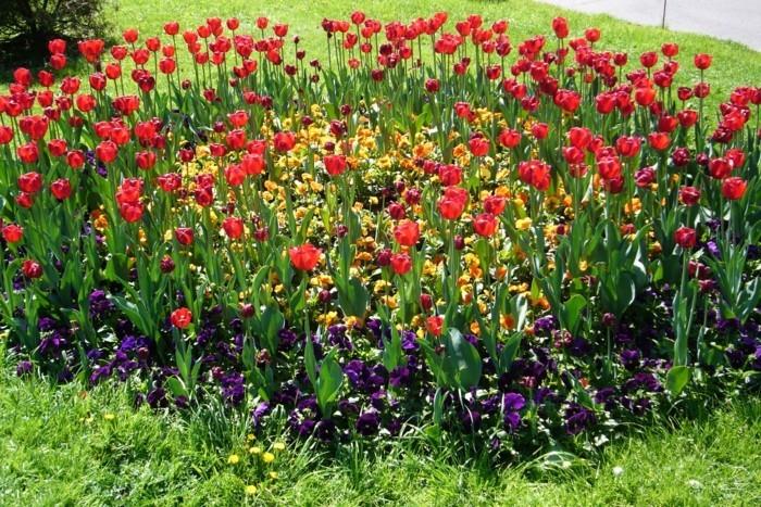 gėlynas, raudonos tulpės ir mažos violetinės ir geltonos gėlės, įdomi sodo genijaus idėja, veja