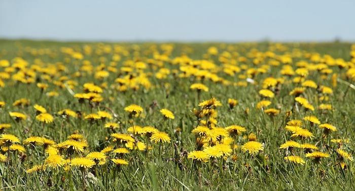 Lepa fantazijska pokrajinska ozadje, cvetoča pomladna podoba, rumeni regrati po zelenih poljih