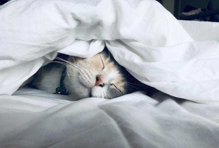 Yatakta uyuyan kedi, hayvan duvar kağıdı, arka plan görüntüsü dünyanın en güzel kedisi, tembel yaz