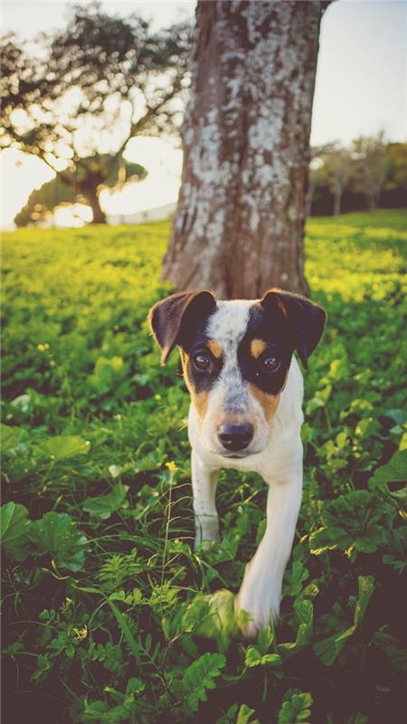 Bir parkta yaz aylarında sevimli köpek fotoğrafı, tropikal duvar kağıdı, manzara duvar kağıdı görüntüsü