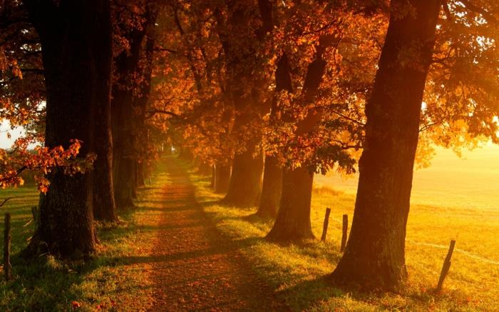 slika-jesen-krajina-krajina-slika-sova-na-moji cesti