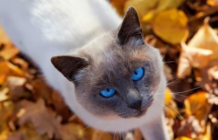 rudens katė