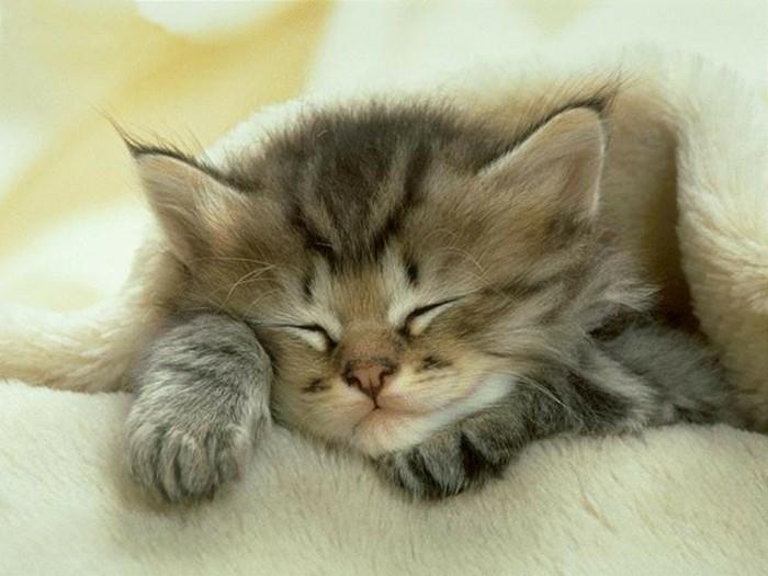 çok şirin-yavru kedi-resim-sevimli-uyuyan-yavru kedi
