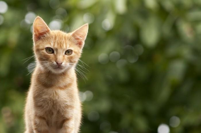sevimli-bebek-kedi-boyama-kedi-küçük-sevimli-kedi-resmi