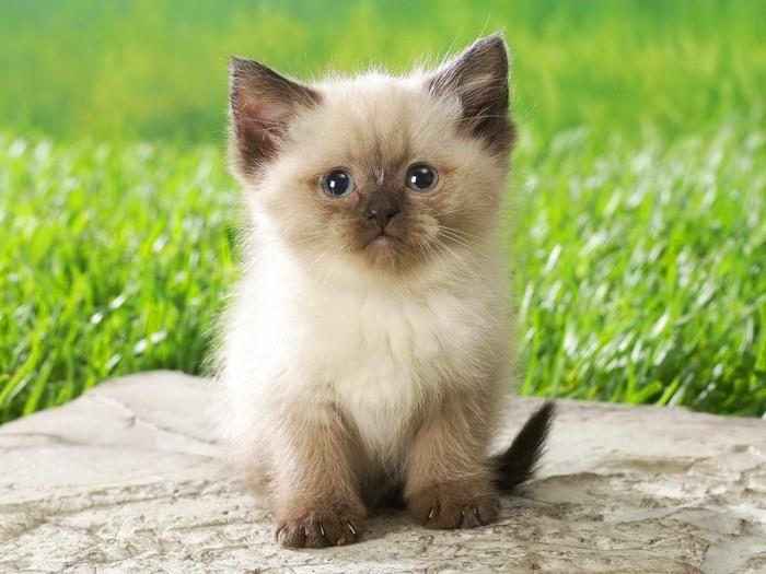 sevimli-görüntü-sevimli-küçük-kedi-sevimli-yavru kedi-sevimli-küçük-sevimli-kedi