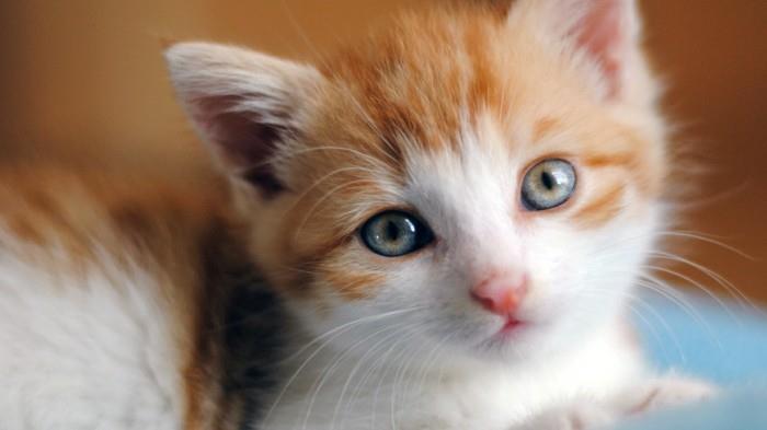 sevimli-resim-sevimli-küçük-kedi-boyama-yavru-boyama-kedi-sevimli-yavru kedi