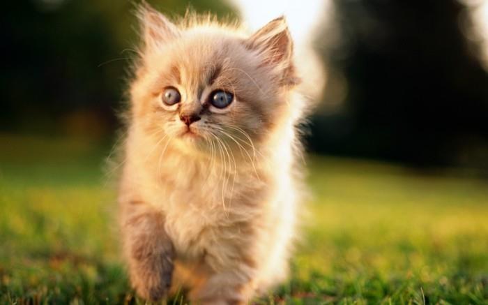 sevimli-resim-sevimli-küçük-kedi-boyama-yavru kedi
