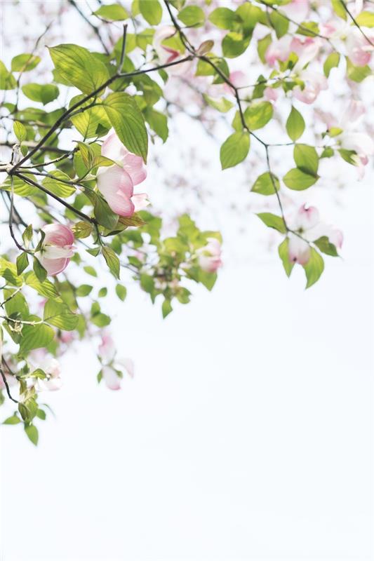 Cvetoča veja, spomladanska slika ozadje pomlad, pomladna pokrajinska slika, cvetoče sadno drevo