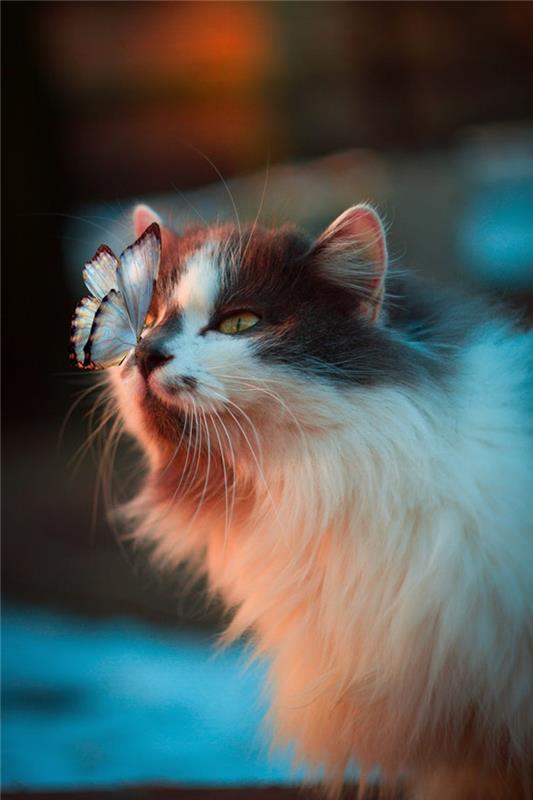 Mačka z metuljem na nosu, ozadje spomladanske živali, srčkan mucek in ohranjevalnik zaslona modrega metulja