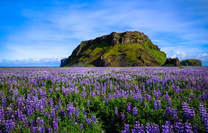 Otok s cvetličnim poljem in zelenim hribom, čudovite spomladanske tapete, cvetlične tapete, čudovita podoba ozadja