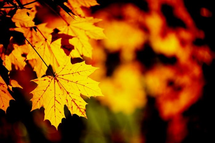 jesenske slike, rumeni listi v čudoviti barvi, ljubka sezona v gozdu