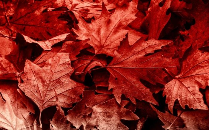 jesenske podobe, narava konec poletja, rdeči listi v intenzivni barvi