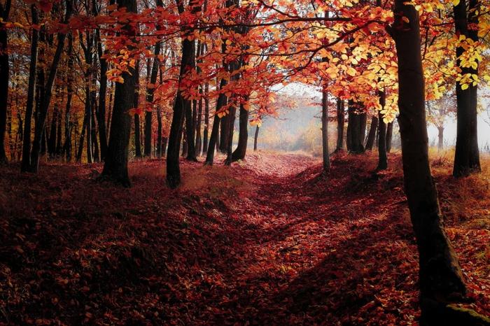 romantična pot v gozdu, žareče odpadlo listje, jesensko ozadje