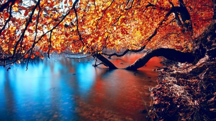 modro jezero v Avstraliji, veje drevesa z rumenim listjem, jesensko ozadje