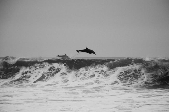črno -bela podoba delfinov, ki skačejo iz vode, nad velikimi valovi razburkanega morja