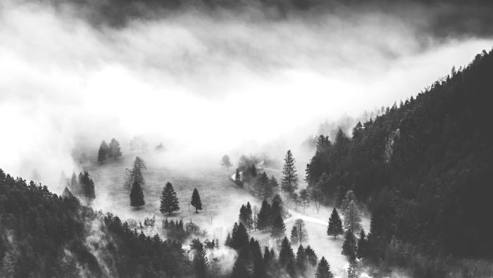 čudovita črno -bela podoba jelovega gozda v megli, primer lepe naravne enobarvne pokrajine