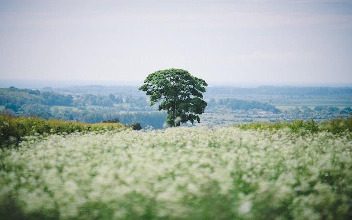Pomladno drevo in polja cvetja, spomladanske fotografije, spomladanske tapete, pokrajine na podeželju spomladi