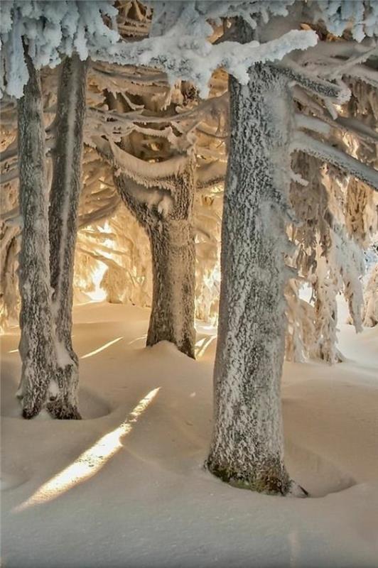 inanılmaz-fotoğraf-manzara-güzel-duvar kağıdı-kış-manzara-ağaç