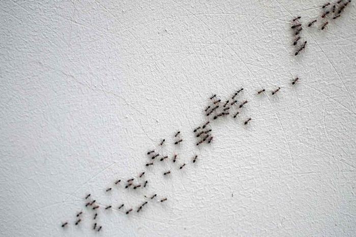 mravlja invazija hiša notranja stena poletni vdor žuželke hrana učinkovita zdravila