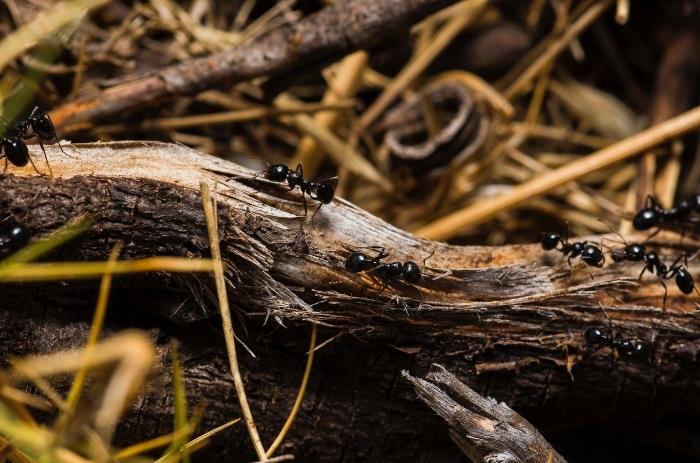 açık hava böcek istilası bahçede karıncalar nasıl öldürülür etkili yöntem ahşap karıncalara zarar verme