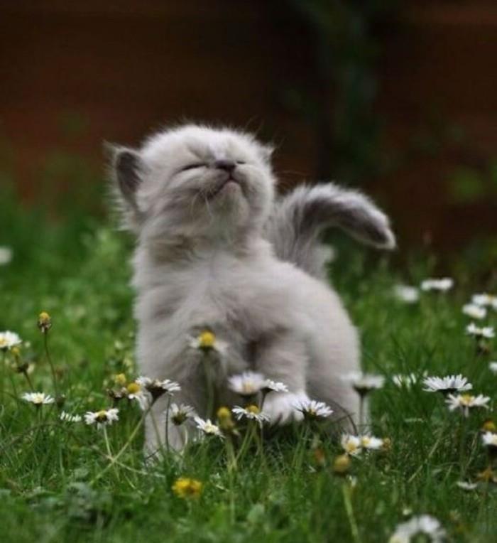 Ben-çiçekleri-küçük-kedi-resmi-sevimli-yavru kedi-şirin-yavru-komik-yeşil