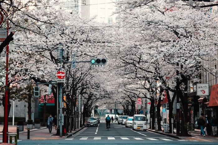 Japonska ulica s češnjami, pomladna pokrajina, pomladna slika, lepa fotografija za moj računalnik