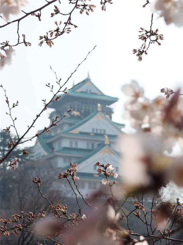 Japonska pomladna podoba, do spomladanske pokrajine pagoda, profesionalna fotografija češnje in japonska pagoda v ozadju