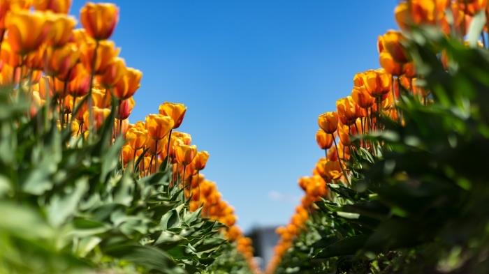 gamtos tapetai, gėlių nuotrauka su oranžiniu tulpių sodu po mėlynu ir giedru dangumi, gėlių tapetai