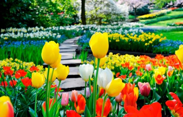 gėlių sodo idėja su tulpėmis ir kitomis pavasario gėlėmis, akmeninis takas, gėlių lovos