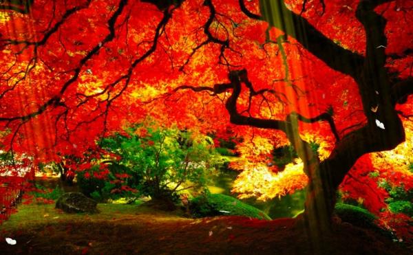 japonų sodas-japonų kedras