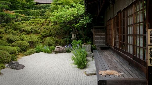 japoniškas sodas ir katė