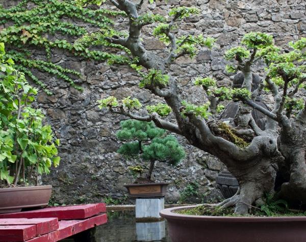 japonų bonsai sodas