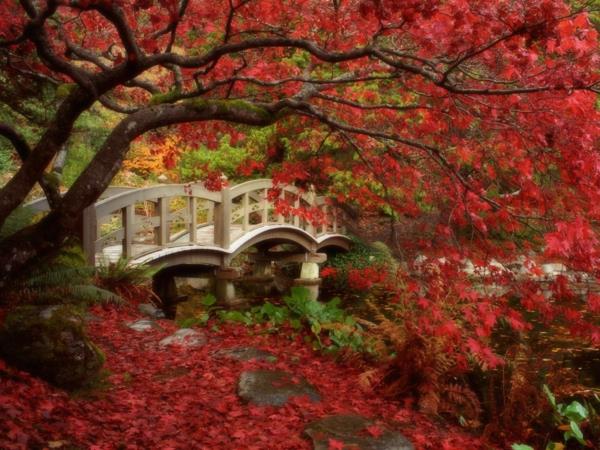 Japoniškas sodas-medis su raudonais lapais ir gražus tiltas