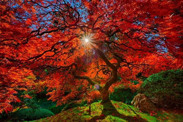 japoniškas sodas-gražus medis