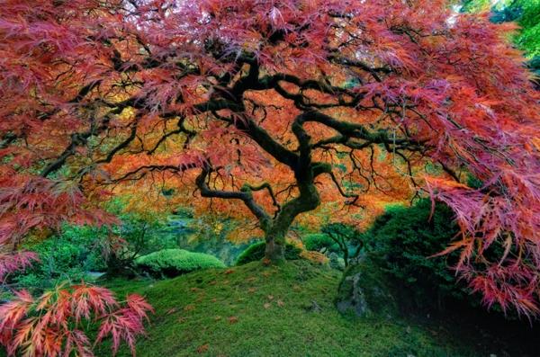 Japoniškas sodas su vaizdu į japonišką sodą Portlande