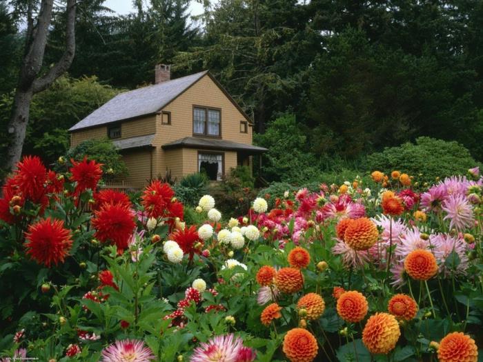 kasımpatılı bahçe, evin önünde çiçeklik, çiçeklik modeli