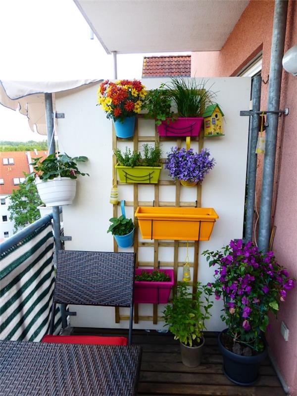 sienų sodinukas balkonui, spalvingi vazonai terasoje