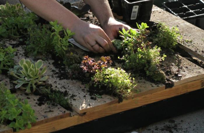 ekologiška augalų siena sukurta su padėklu, miniatiūrinis sodas augti namuose