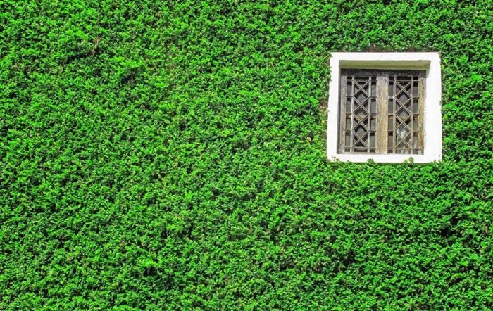 yeşil duvar, beyaz bir çerçeve, dikey kültür, zen manzarası ile Orta Çağ tarzında çubuklu küçük kare pencere