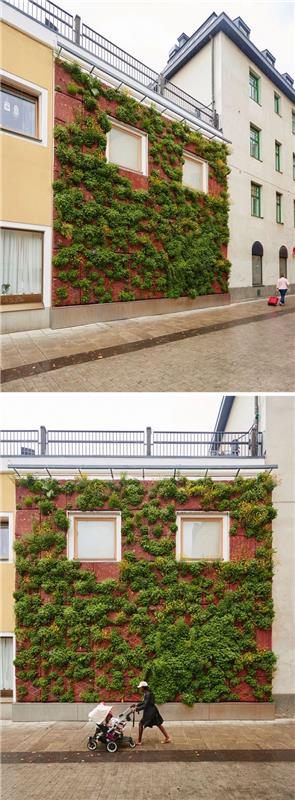 zelena fasada sredi urbanega okolja, ki prinaša pridih svežine in prispeva k čiščenju zraka, ideja za zeleno steno na fasadi hiše ali stavbe