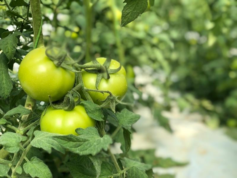 vrtnarski nasveti obiranje paradižnika zelena sorta staromodna marmelada iz zelenega paradižnika