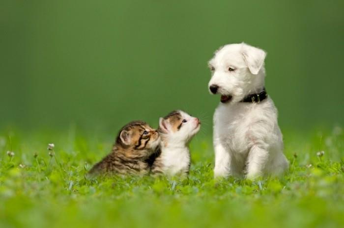 Yeşil bir çayırda iki küçük kedi yavrusu ile Parson Jack Russell Terrier köpek yavrusu