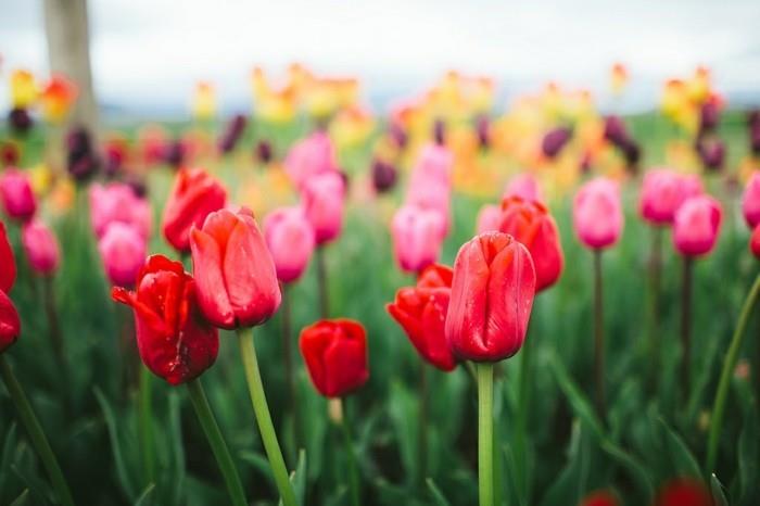 veselje ob ogledu-pokrajina-lepa-narava-slike-veličastni-tulipani