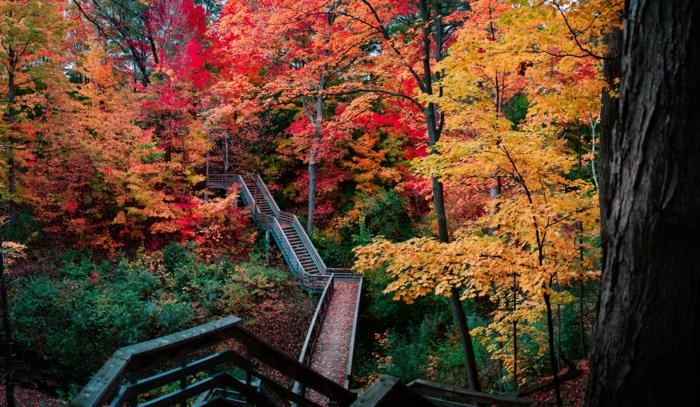 velik most, ki poteka skozi gozd, listje v bleščečih barvah, jesensko ozadje