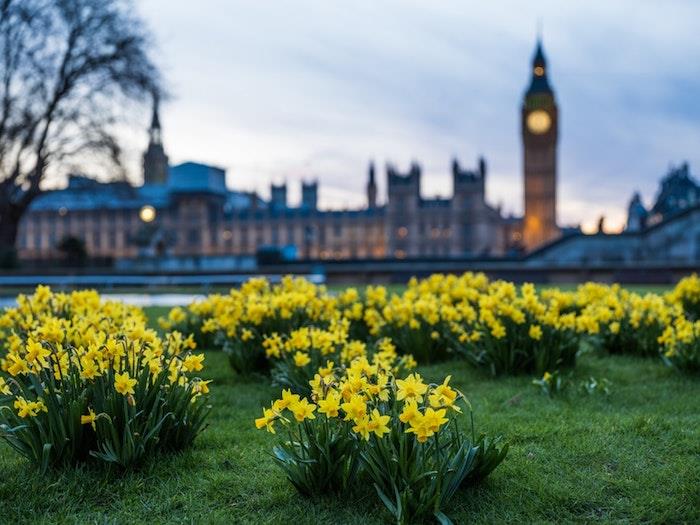Londonska čudovita mestna pokrajina, pokrajinska ozadja, sodobni lepotni Big Ben in spomladansko cvetje