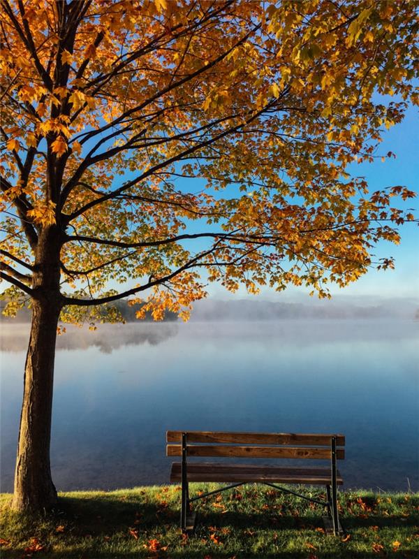 drevo z rumenimi listi, klop ob jezeru, čudovit zaklepni zaslon