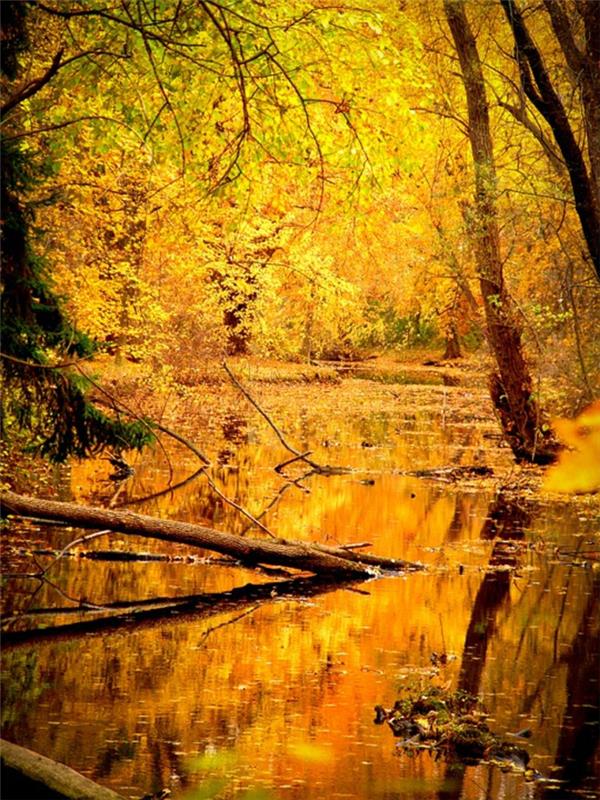 čudovita pokrajina, začaran gozd, reka, ki teče nad veličastnim gozdom, obarvanim z rumeno
