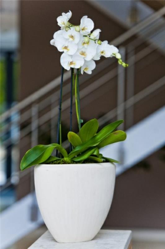 lepo bela orhideja-notranjost-za-okrasitev-hiše-tvojih sanj