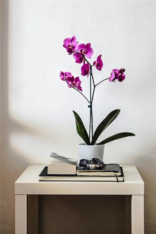 lepa-orhideja-vijolična-notranjost-za-okrasitev-hodnika-z-belimi-stenami